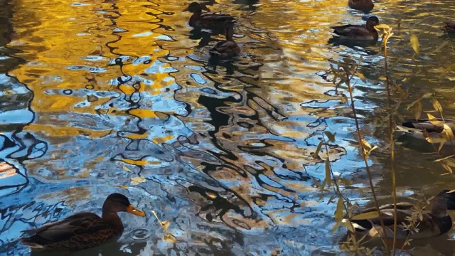 温暖的秋日，一群美丽的鸭子在湖里游泳视频下载