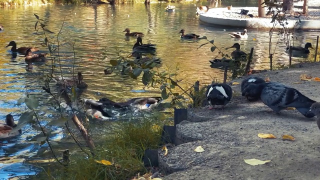 温暖的秋日，一群鸭子和鸽子在湖里游泳视频下载