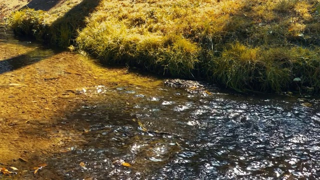 美丽的浅河在温暖的秋日视频下载