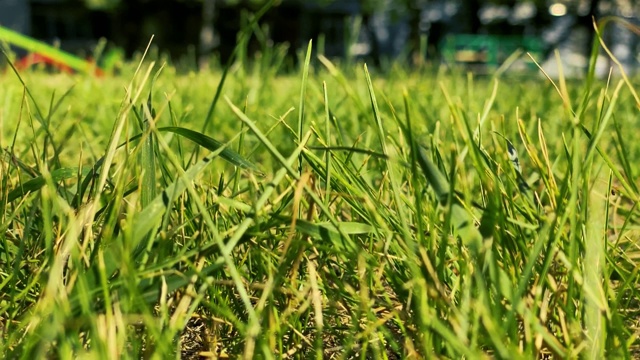 在阳光明媚的夏天户外草坪草的特写视频下载