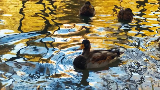 温暖的秋日，一群鸭子在湖里游泳视频下载
