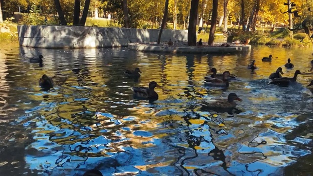 在温暖的秋日，许多鸭子在池塘里游泳视频下载