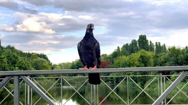鸽子坐在篱笆上，背景是河流和森林视频下载