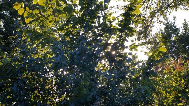在镜头里，阳光透过树木的绿叶照射进来视频下载