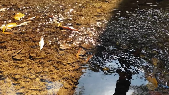 在温暖的秋日，美丽的浅河特写视频下载