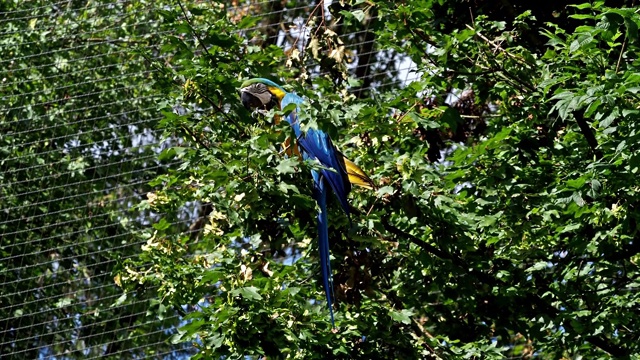 蓝黄相间的金刚鹦鹉，阿拉阿拉劳那是南美的一种大型鹦鹉视频素材