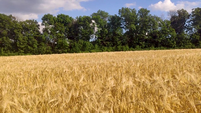 阳光明媚的麦田收获农业全景视频素材