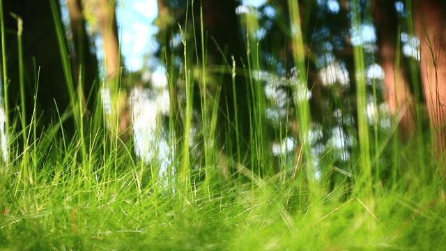格拉绿色森林细节视频背景视频素材