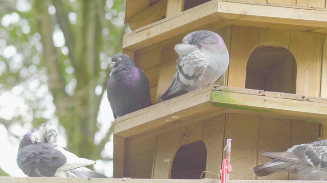 鸽子在一个充满树木的公园的木制鸟笼里视频下载