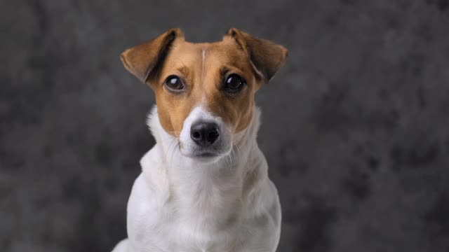 肖像狗品种杰克罗素梗在一个灰色的背景看近距离的相机。照顾宠物。宠物。背景为您的文本和设计。视频素材