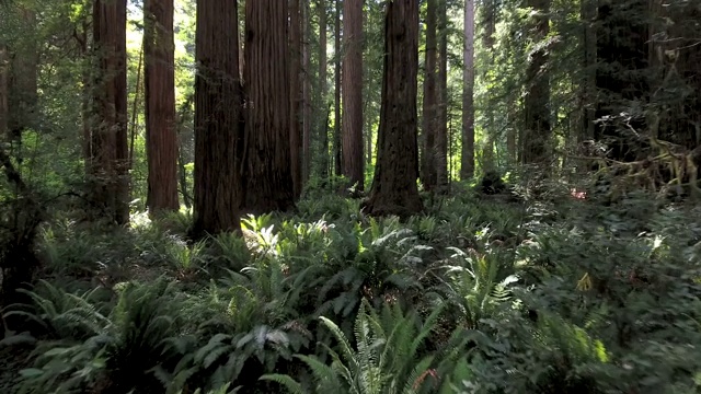 在加州北部红木森林的蕨类植物上空低空飞行视频素材