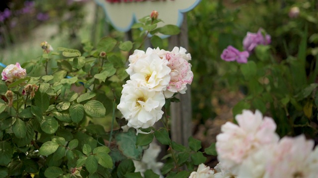 近距离的白色和粉红色的玫瑰盛开视频素材