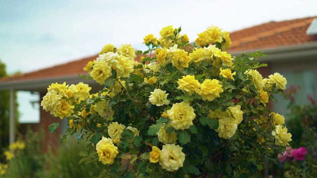 一丛盛开着黄色玫瑰的玫瑰视频素材