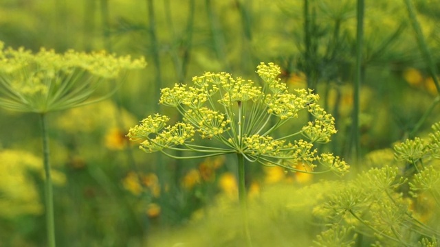 药草茴香的特写。绿草自然背景。中药汤剂与植物疗法的概念视频素材