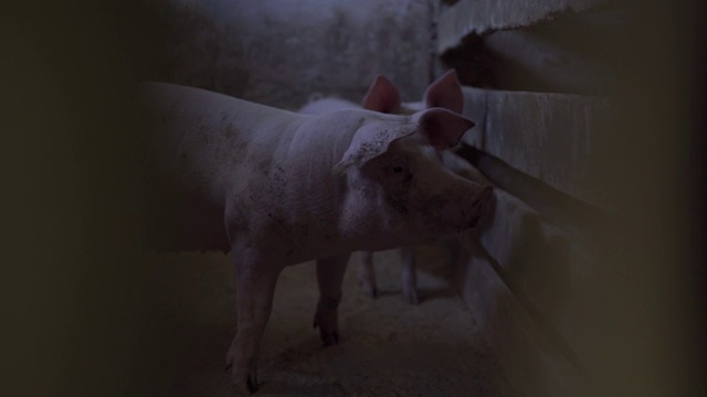 新生小猪在农场探索猪圈视频素材
