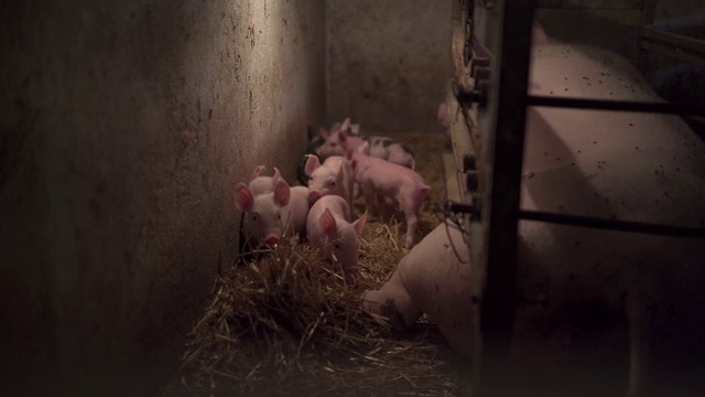 困惑的新生小猪探索猪场视频素材