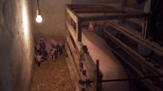 老农在畜栏里喂母猪视频素材