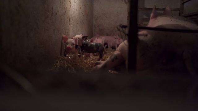 新生小猪探索猪舍附近的母猪在农场视频素材