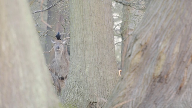英国伦敦，一只灰鹿站在森林的树干之间，鸟在它的头上玩耍。——特写镜头视频下载