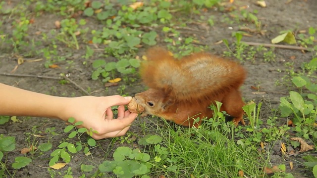 松鼠从手里拿了一颗坚果视频素材