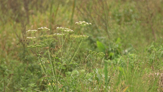 用对焦镜头拍摄，草地，背景，蜜蜂和苍蝇坐在草地上视频素材