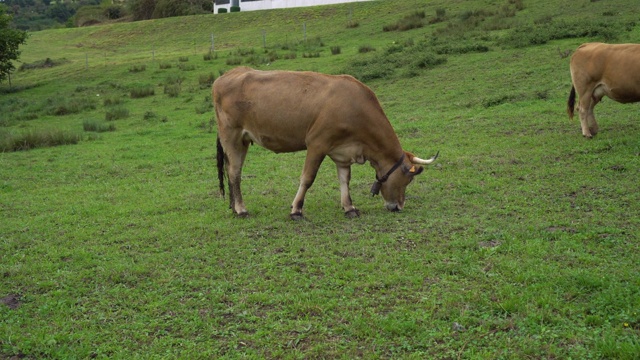 一头带着铃铛的棕色有角的奶牛沿着绿色的草坪走着视频素材