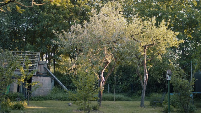 野生的后院与开花的树木视频素材
