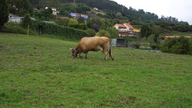 牧场上有一个大角和脖子上有一个钟的奶牛的特写镜头视频素材