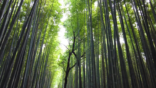 日本京都的岚山竹林视频素材
