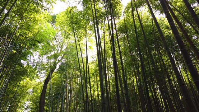日本京都的岚山竹林视频下载