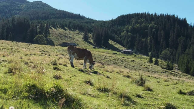 棕色的奶牛在高地绿色的山地草地上吃草。慢动作视频素材