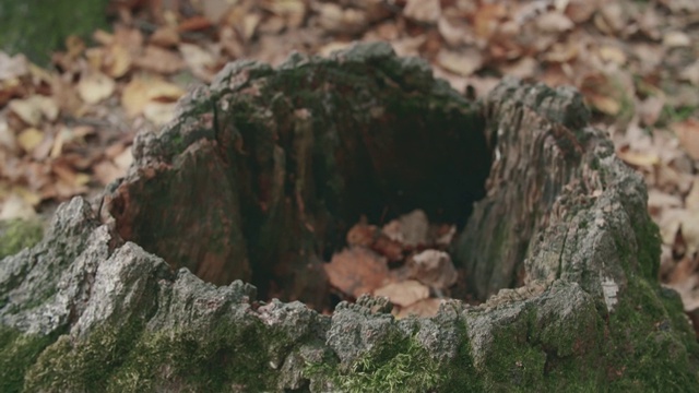 秋天森林里老树桩的慢镜头。视频素材