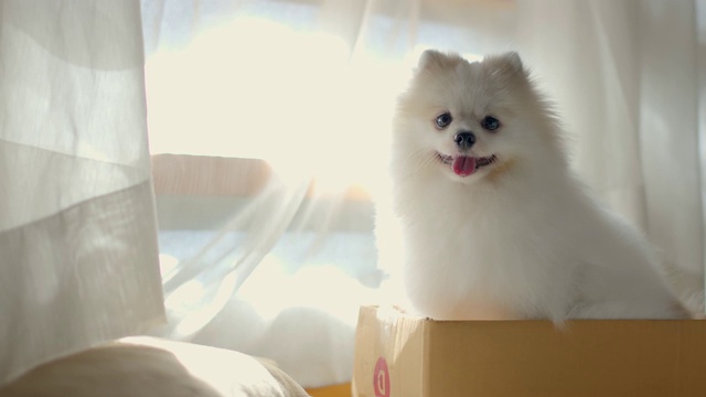 白色可爱的博美犬坐在纸板箱里，靠近窗户的白色窗帘和从外面传来的晨光视频下载