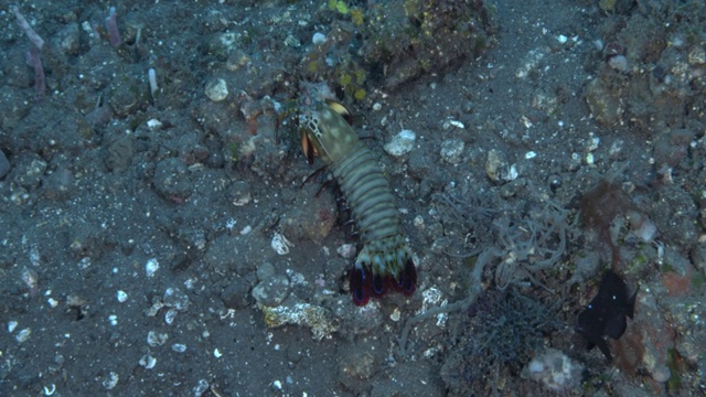 孔雀螳螂虾爬出来，如果它的洞穴。视频素材