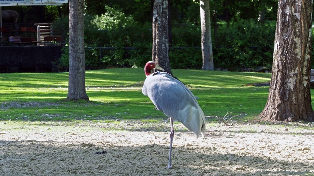 Sarus crane, Grus antigone也被称为印度Sarus crane视频素材