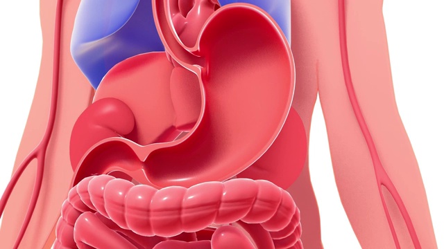 人体解剖的三维动画在凸现胃部和肠道。视频素材