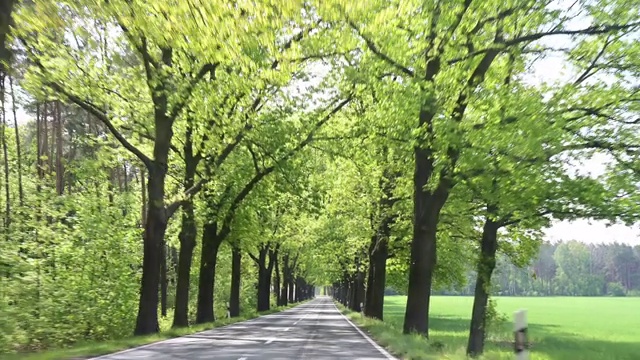 在春天，从车里看到的道路两旁都是郁郁葱葱的落叶树。德国。视频下载