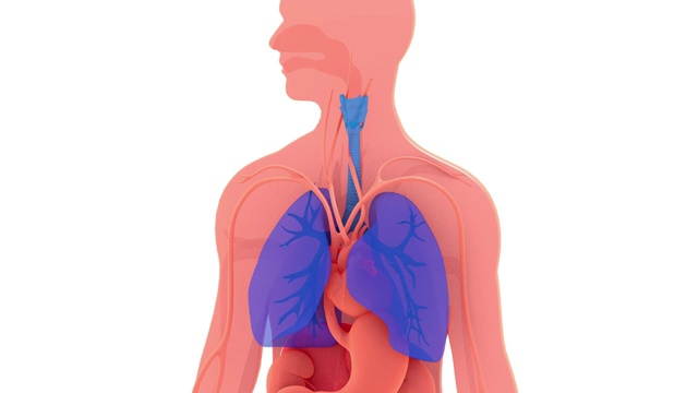 肺部和呼吸系统的三维动画，显示呼吸的运动。视频素材