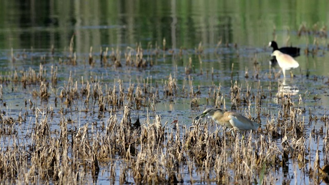 苍鹭和栖息地。湖芦苇背景。鸟:普通苍鹭。Ardeola ralloides。视频下载