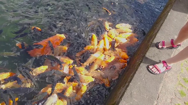 在池塘里喂金鱼，一群美丽的金鱼在池塘里。喂食锦鲤鱼视频素材