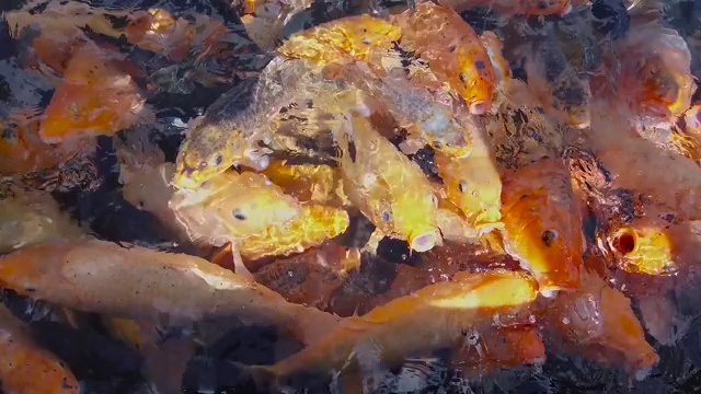 在池塘里喂金鱼的特写，一群美丽的金鱼在池塘里。喂锦鲤视频素材