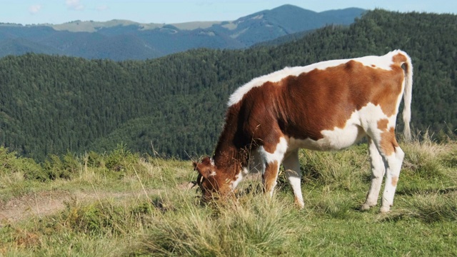棕色的奶牛在高地绿色的山地草地上吃草。慢动作视频素材