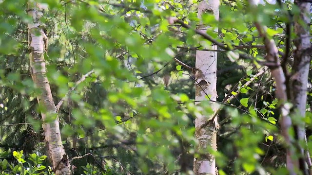 桦树在花园视频素材