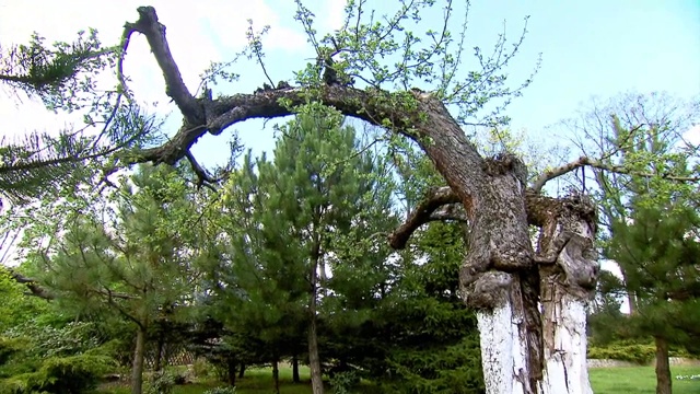 树在花园视频素材