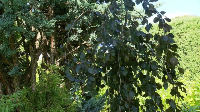植物在花园视频素材
