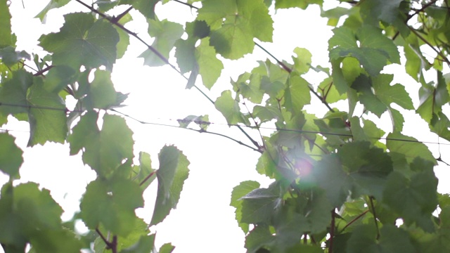 近距离观看葡萄树在一个葡萄园视频素材