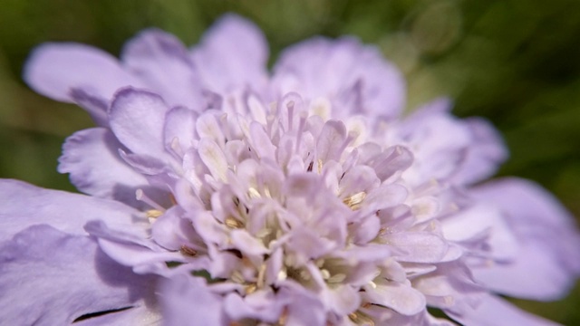 韭菜紫色花朵的大特写视频素材