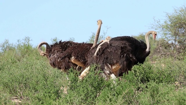 鸵鸟群(Struthio camelus)，卡拉哈里沙漠，南非视频素材