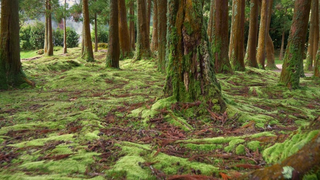在葡萄牙亚速尔群岛的圣米格尔岛上，树木长满了华丽的苔藓。在魔法森林的树林中行走。万向节,4 k视频素材