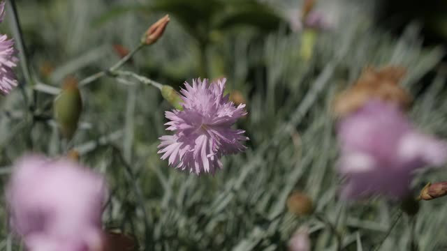 石竹粉色花园植物特写慢镜头视频素材